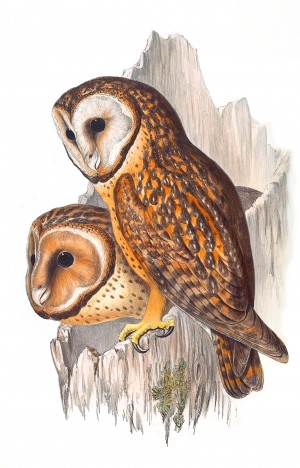 Chestnut-Faced Owl 
